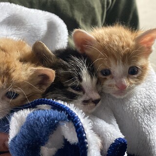 【10/29保護】 3匹のげんきねこちゃんズ