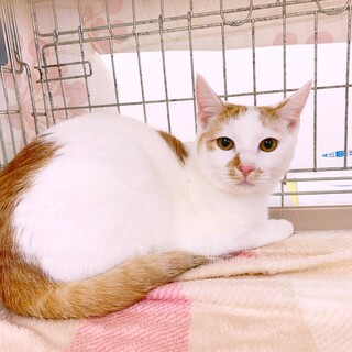 おひざ大好き甘えっ子の男の子