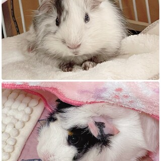 モルモット2匹里親募集