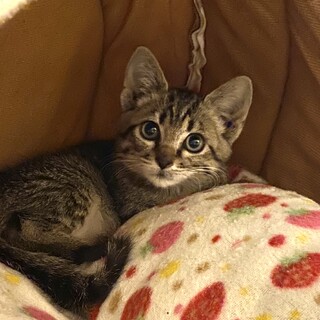 かわいいキジトラの女の子