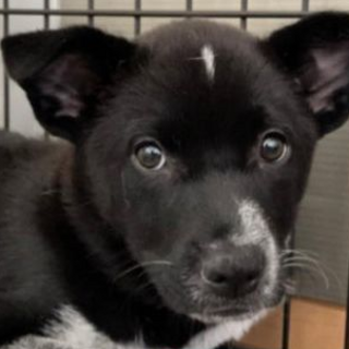 香川県から来た　ミズキ