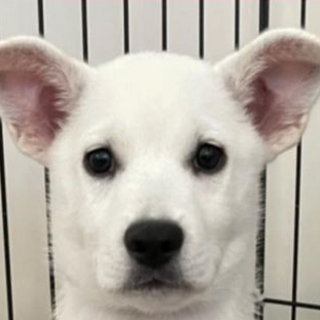 香川県から来た　ラブ