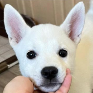 香川県から来た　ソル