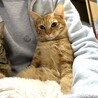 茶トラとキジトラの美猫兄妹 サムネイル3