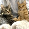 茶トラとキジトラの美猫兄妹 サムネイル6
