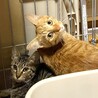 茶トラとキジトラの美猫兄妹 サムネイル7