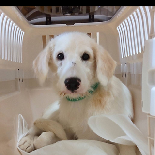 奄美大島から来た　季莉(きり)