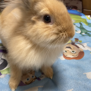 ライオンラビット　