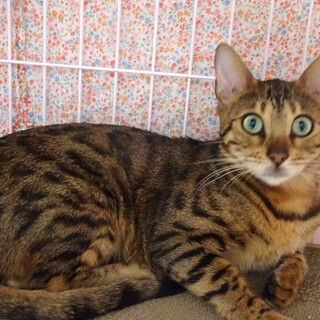 純血ベンガル♪びびりのニーナちゃん２歳