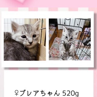 子猫⭐︎ブレアちゃん