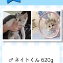 子猫⭐︎ネイトくん
