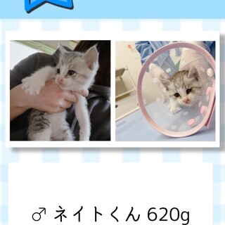 子猫⭐︎ネイトくん