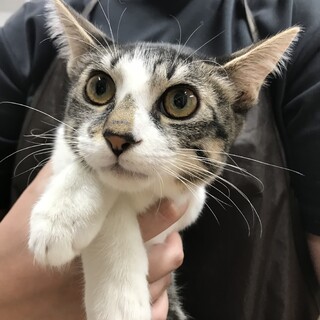 パッチリお目目、懐っこいゴロゴロ子猫のミミちゃん