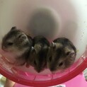 元気なジャンガリアンハムスター