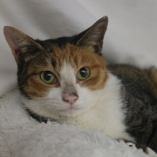 ズッキーニちゃん　推定1歳