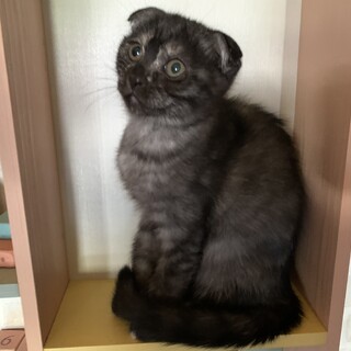 マンチカンMIXの子猫！