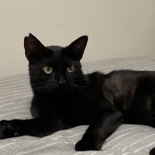 ハンサム穏やかな黒猫君1歳