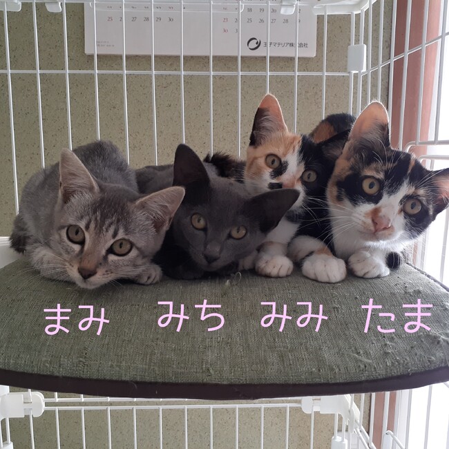 はるとにゃんとのカバー写真