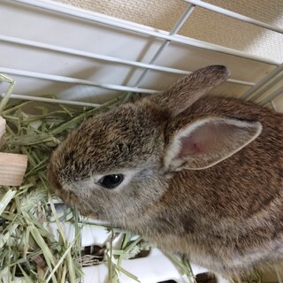 雑種のメス4カ月