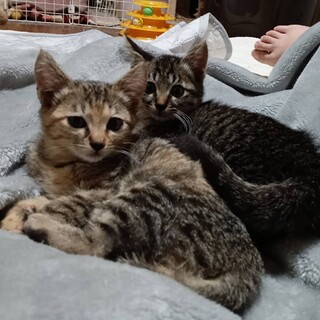 ♀と♂の兄弟です。