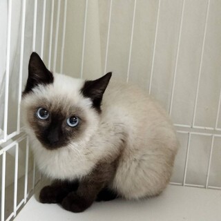 シャムのルナくん、お母さんと一緒に譲渡決定。