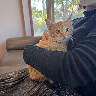 ふあふあのちゃとらくん3ヶ月