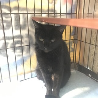 2歳ほどの小さな美人ママ黒猫　