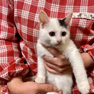 愛護センターレスキュー☆りつくん♂2ヶ月