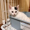 愛護センターレスキュー☆りつくん♂2ヶ月 サムネイル2