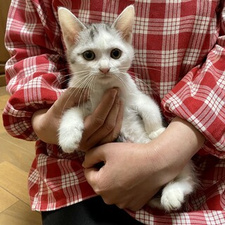 愛護センターレスキュー☆つぼみちゃん♀2ヶ月