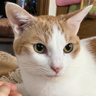 甘えん坊の男の子☆茶白のふぅくん☆5歳