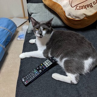 2歳半の人懐っこい甘えん坊男の子です！