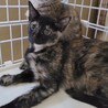 綺麗なサビ猫♡くぅちゃん