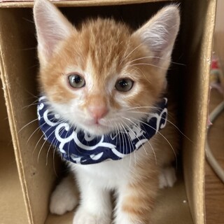 ありがとうございました★可愛い茶虎のみたらしくん