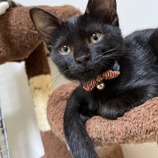 ★元気いっぱい黒猫、メイちゃん【No.⑦】