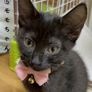 ★元気いっぱい黒猫、モモちゃん【No.⑤】