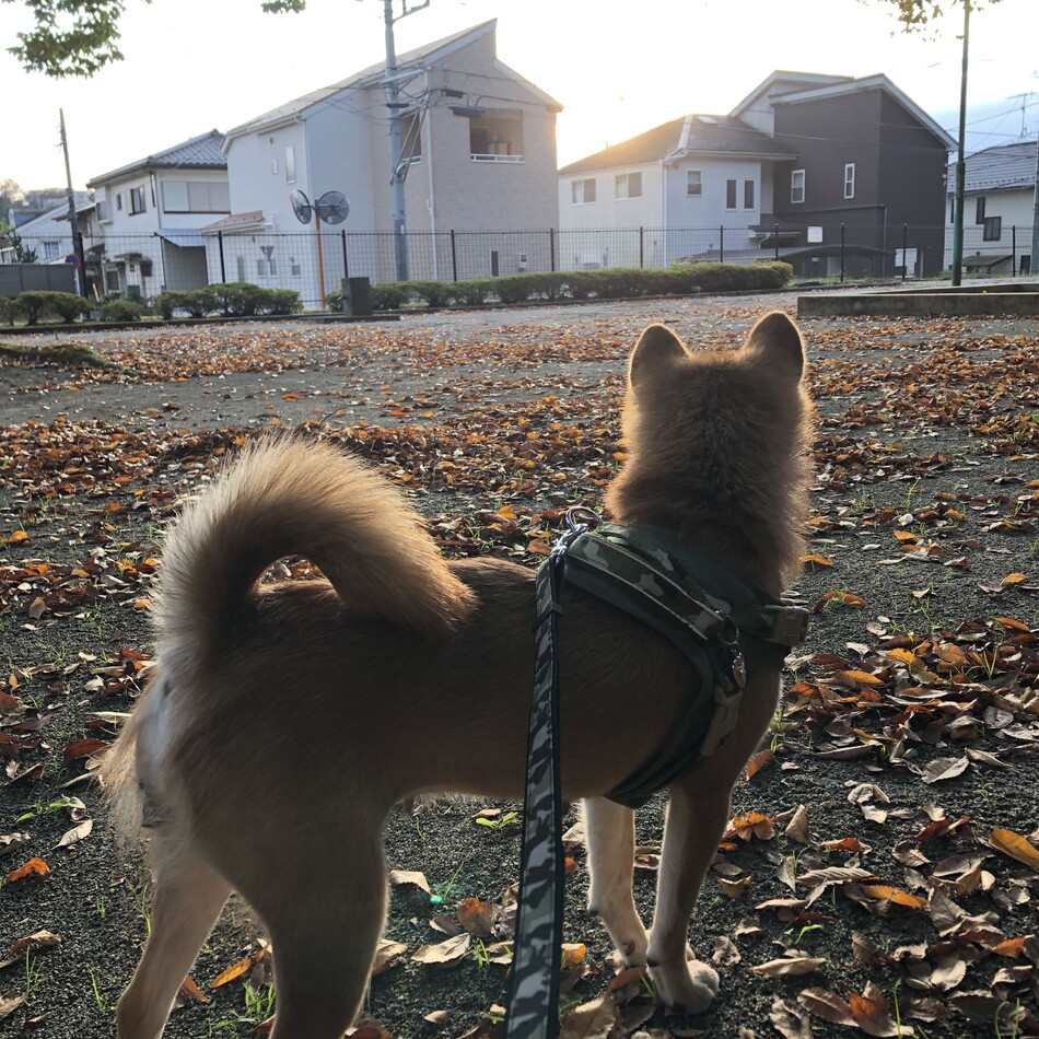 さやかのカバー写真