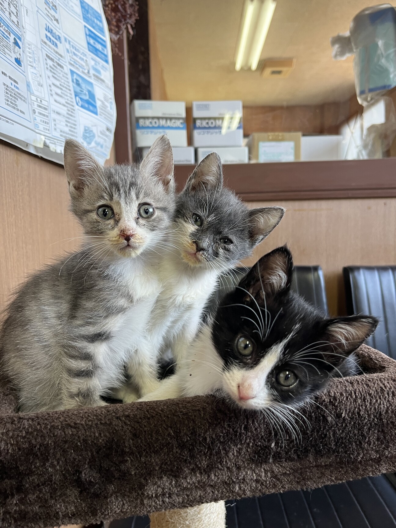 捨て猫3兄弟です 愛媛県 猫の里親募集 ペットのおうち 月間利用者150万人 捨て猫3兄弟です 愛媛県 猫の里親募集 ペットのおうち 月間利用者150万人