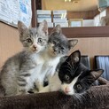 捨て猫３兄弟です。