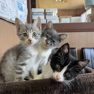 捨て猫３兄弟です。