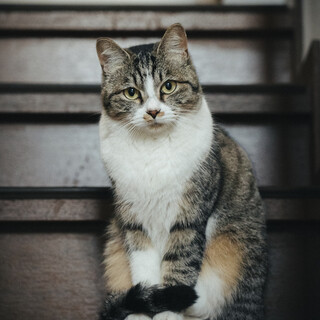 まだ甘えたがりでちゅーるが大好きな2歳半の女の子！