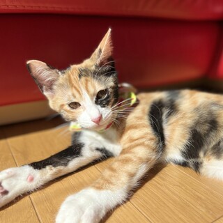 お転婆で愛らしいクロエ