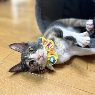 パステル三毛のニナ