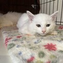 白猫長毛4ヶ月程度の女の子
