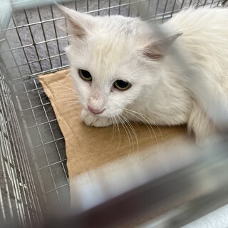 白猫長毛3歳程度の女の子