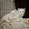 白猫長毛3歳程度の女の子 サムネイル2