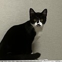 なでなで大好き！雑種5ヶ月の人馴れした女の子