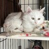 白猫長毛3歳程度の女の子 サムネイル3