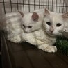 白猫長毛3歳程度の女の子 サムネイル4