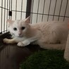 白猫長毛3歳程度の女の子 サムネイル5